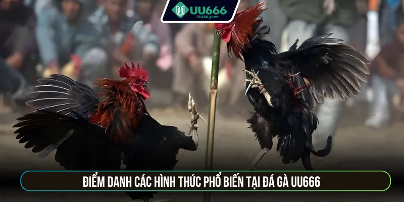 Điểm danh các hình thức phổ biến tại đá gà UU666
