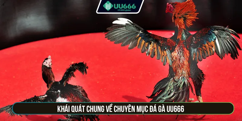 Khái quát chung về chuyên mục đá gà UU666