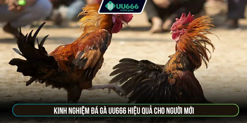 Kinh nghiệm đá gà UU666 hiệu quả cho người mới